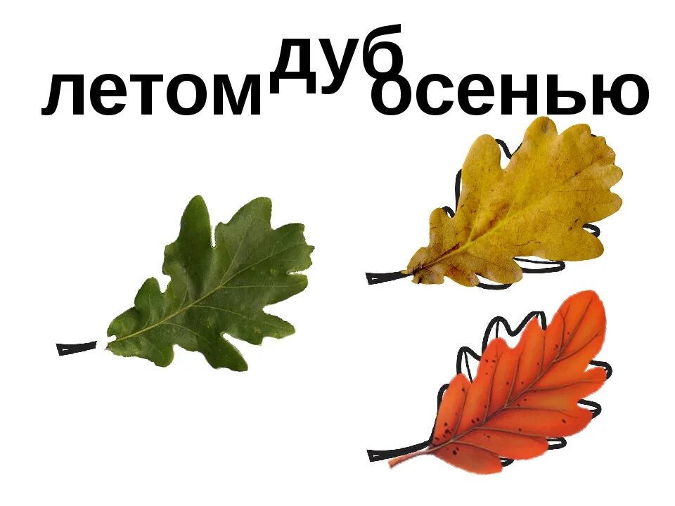 Дубовый лист предложение. Дубовые листья осенние и летние. лист кдуба летом и осенью. лист дуба летний и осенний. лист дуба летом.