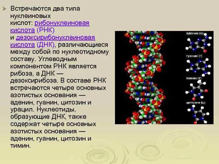 Рибонуклеиновая кислота ДНК. Биологические полимеры нуклеиновые кислоты ДНК И РНК 10 класс. Кислота ДНК И РНК. Рибонуклеиновые и дезоксирибонуклеиновые кислоты.