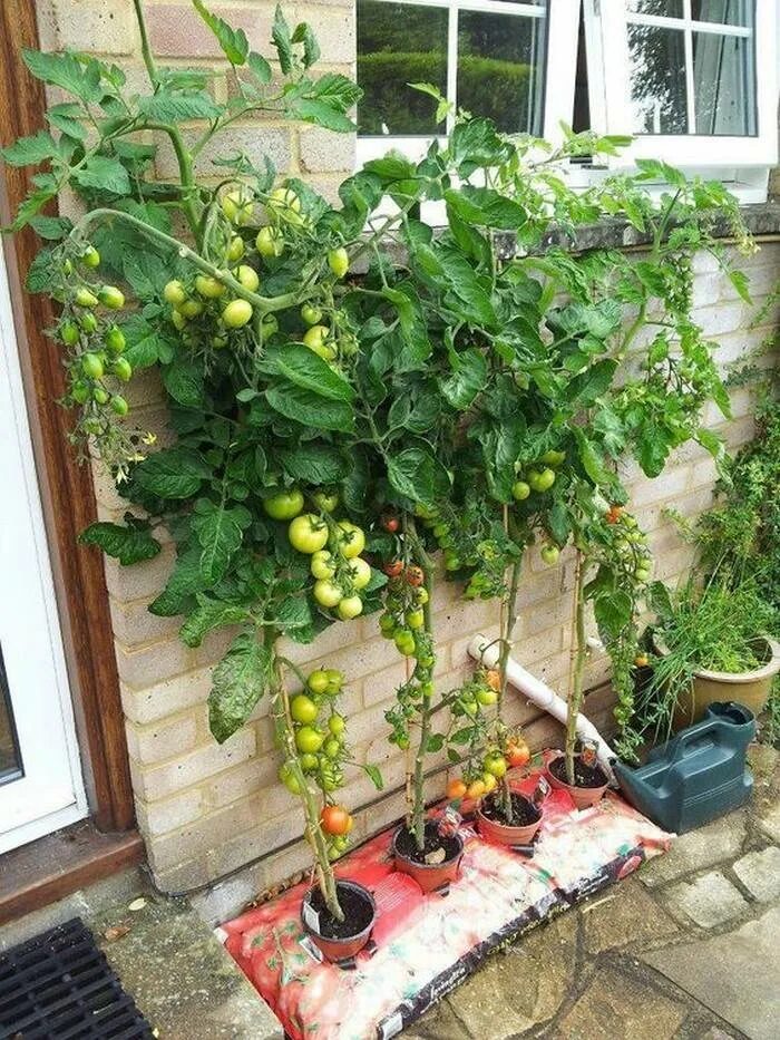 Огород на балконе. Овощи на балконе. Помидоры в огороде. Огород на балконе помидоры.