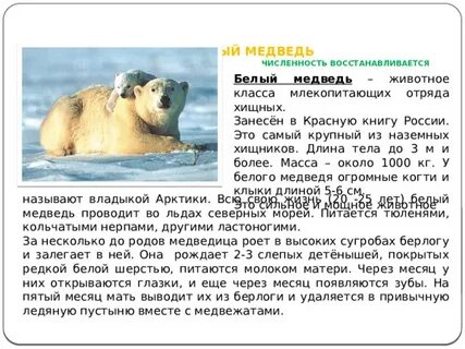 Почему белого медведя внесли в красную книгу