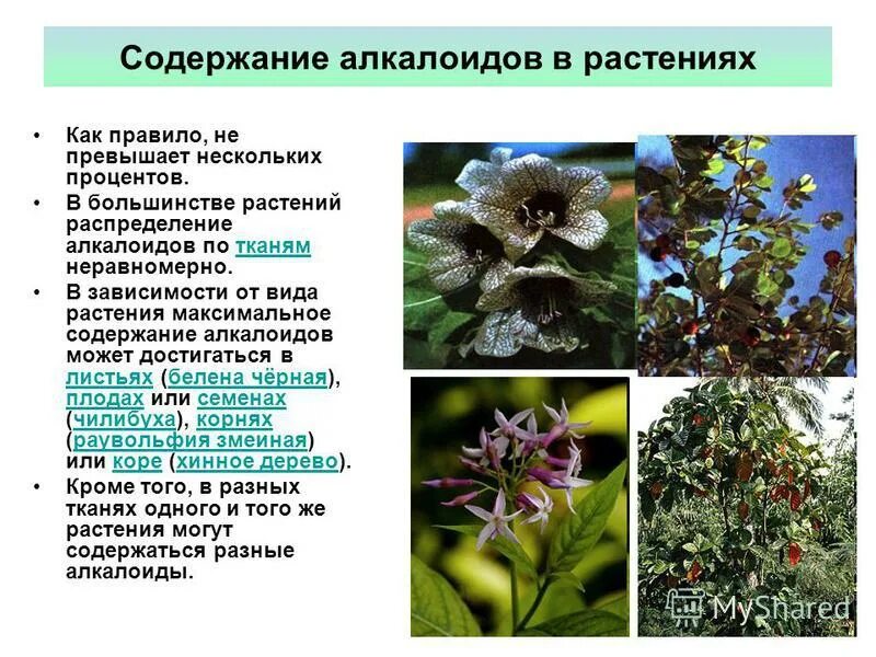 Алкалоиды определение спектр фармакологического действия примеры Алкалоиды список 60 фото