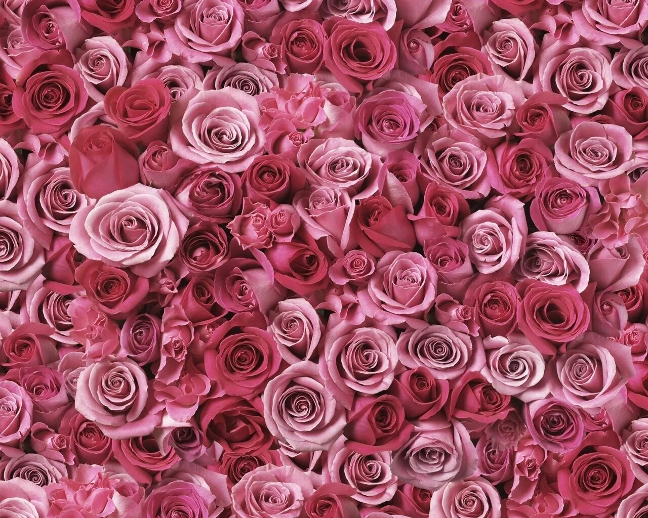 4 розочки. Розовые розы. Много роз. Розы фон. Розовые цветы фон.