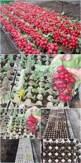 Редис ячейки