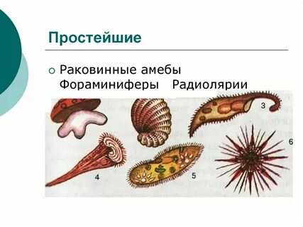 Фораминифера амеба радиолярия