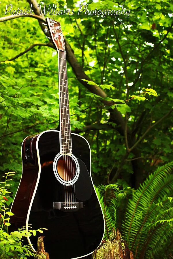 Гитара в лесу. Красивые электрогитары. Гитара в лесу. Фотосессия с гитарой в лесу. Гитара в лесу.
