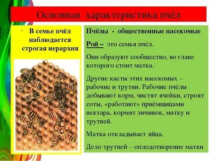 Особенности жизни насекомых