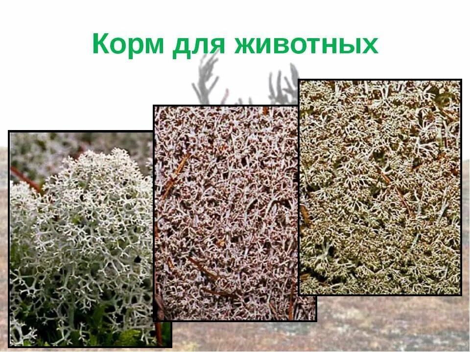 Лишайники являются кормом. Лишайники являются кормом. Презентация на тему лишайники. Лишайники являются кормом. Лишайники в природе.