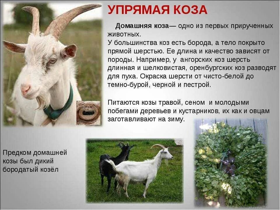Текст про козла. Интересные факты о козах. Информация о козе. Сообщение о козе. Интересные сведения домашние животные для детей.