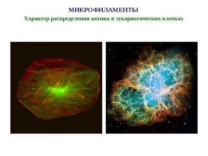 Микрофиламенты это