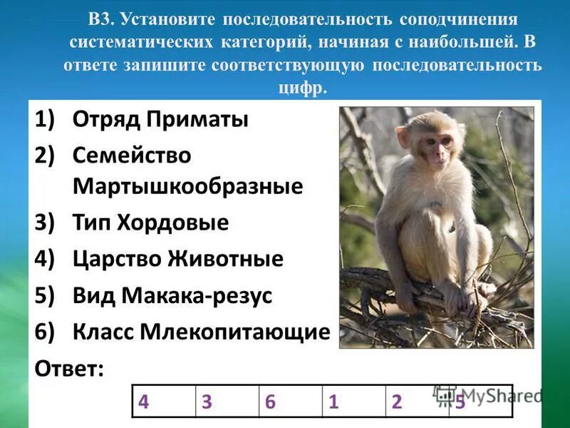 Установите последовательность соподчинения элементов. Последовательность соп. Соподчинение систематических категорий у растений. Последовательность соподчинения животных. Последовательность систематических категорий начиная с наименьшей.