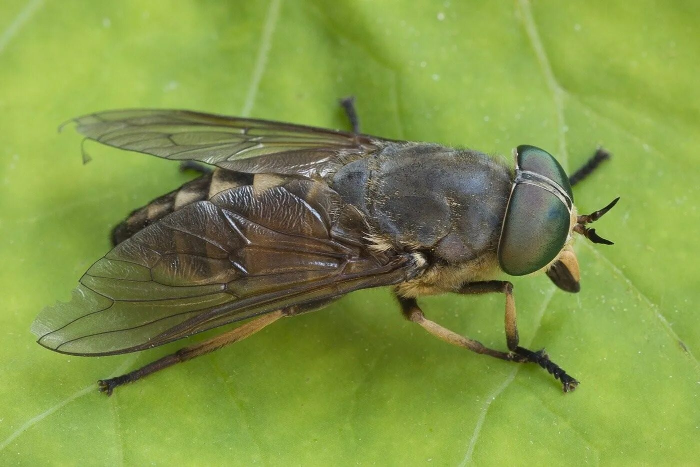 Слепень Tabanus. Слепень бычий Tabanus bovinus. Овод Шершень слепень. Осенняя жигалка Муха.