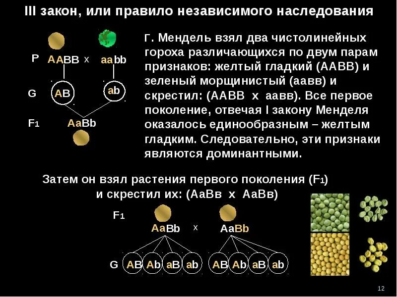 Комбинация скрещивание. Закон независимого наследования Менделя. 1. Закон независимого наследования признаков.. Законы Менделя признаки гороха. Краткий конспект по биологии первый закон Менделя.