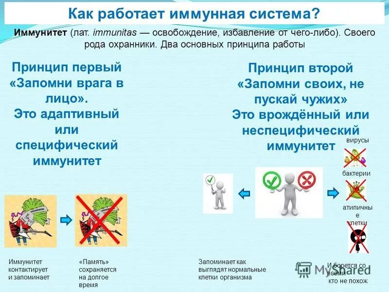 Схема работы иммунной системы. Принцип действия иммунной системы. Иммунитет против микробов. Механизм клеточного иммунитета схема. Как работает иммунитет.