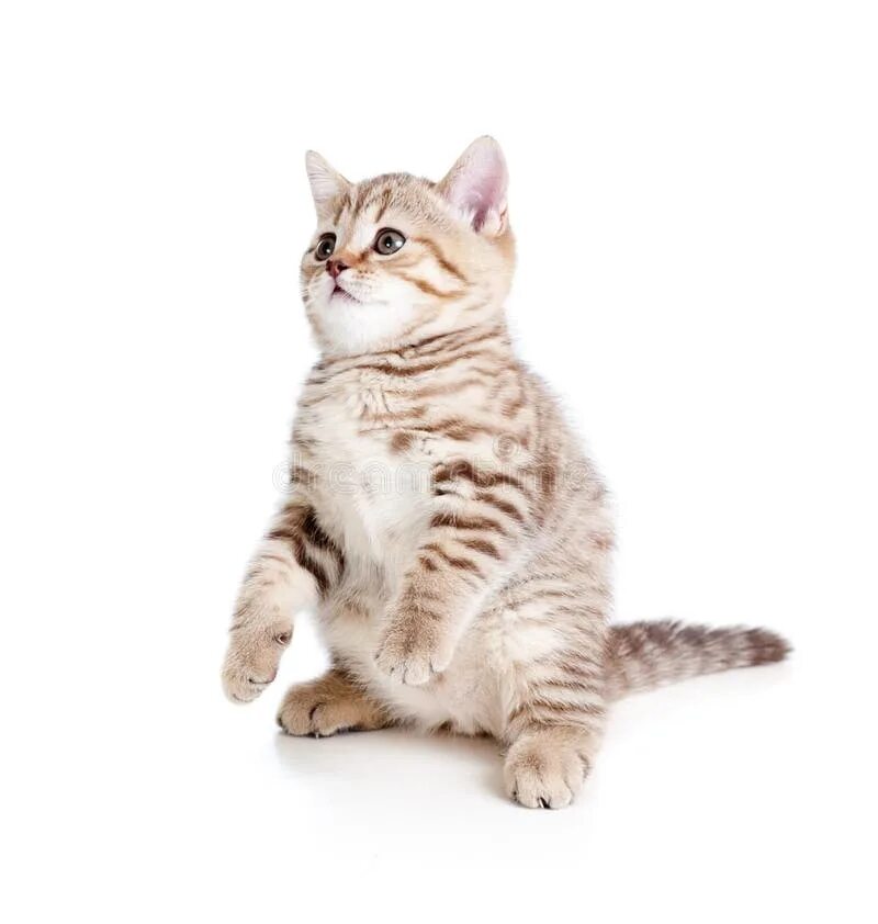 Кот стоит на белом фоне. Кот стоит. котёнок стоящий на задних лапах. котенок стоя. милые котики стоят на задних лапках.