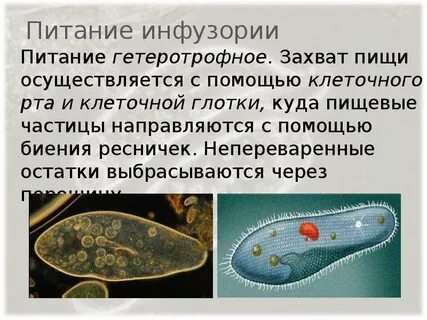 Питание инфузории