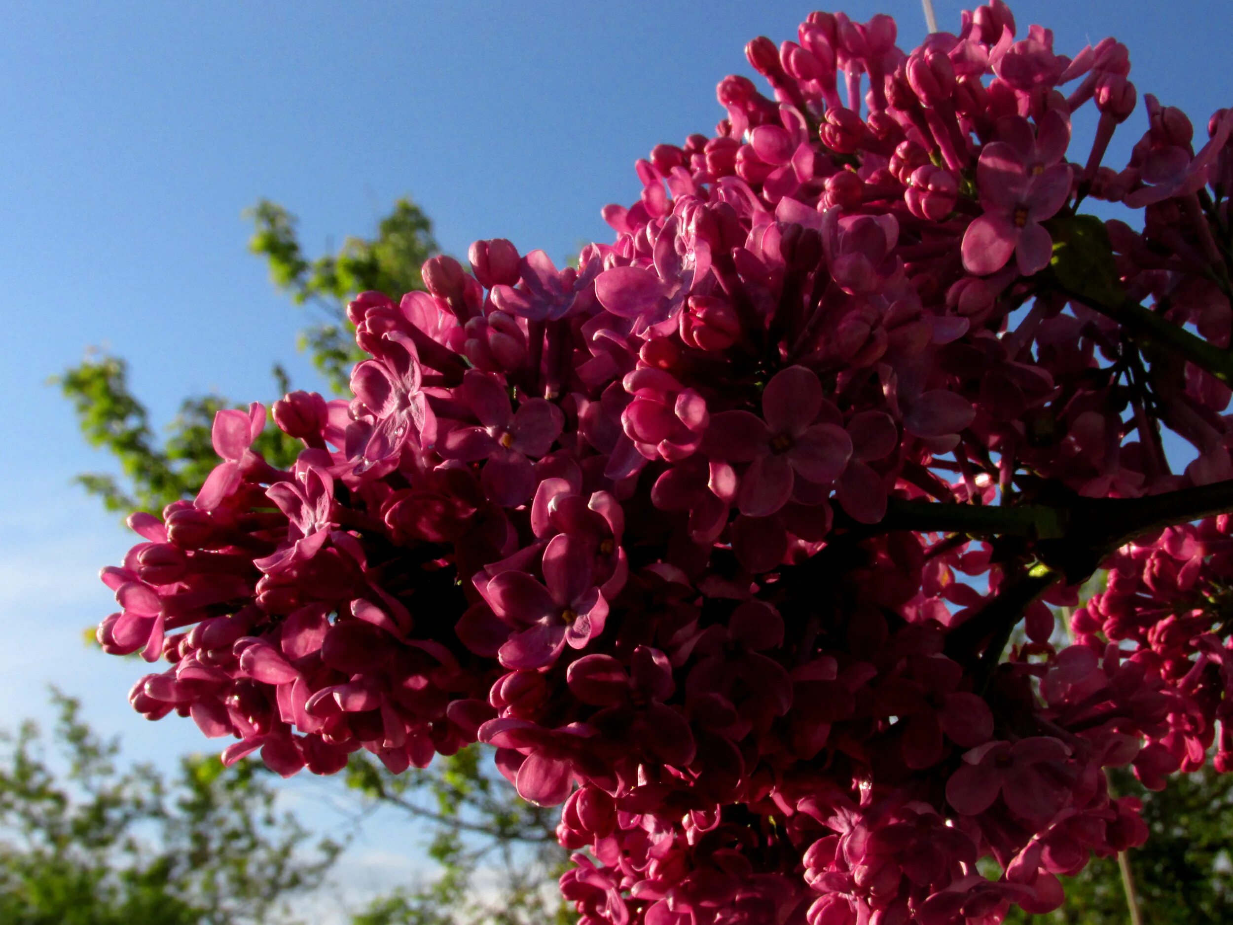 Персидская махровая сирень. Сирень Персидская (Syringa persica). Сирень красная Москва. Сирень Персидская — Syringa persica l.. Сирень красная купить