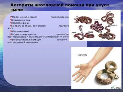 Укус змеи 2020