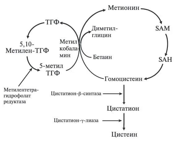 Метаболизм гомоцистеина схема. Гомоцистинурия биохимия. Гомоцистинурия клинические проявления.