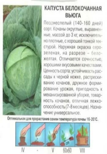 Капуста вьюга описание отзывы