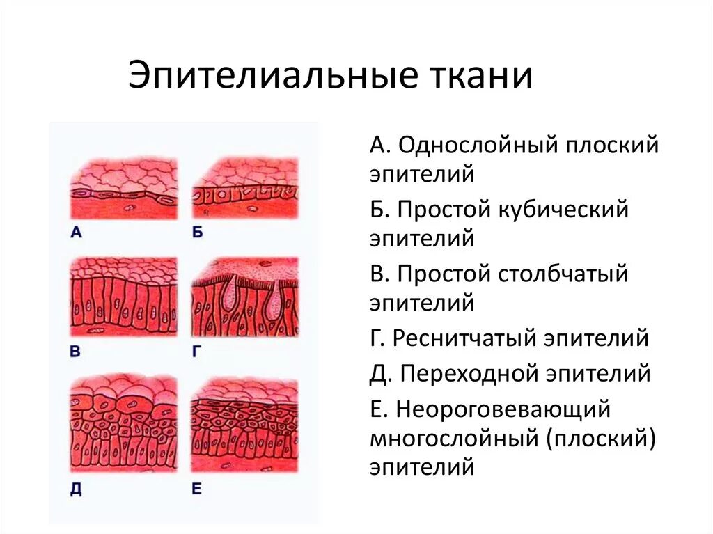 Эпителий что это такое