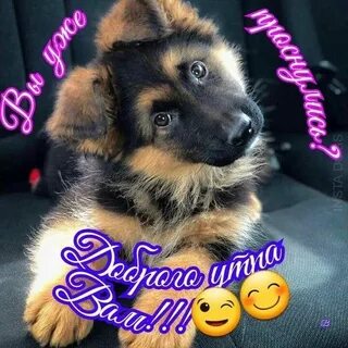 Пожелания с добрым утром собак