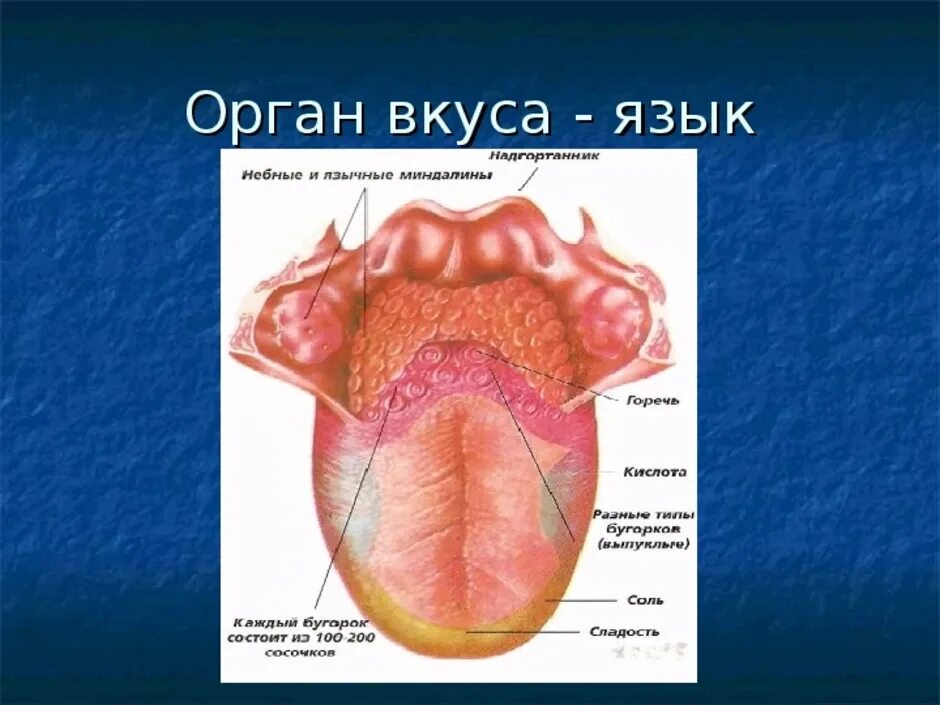 Язык орган чувств.