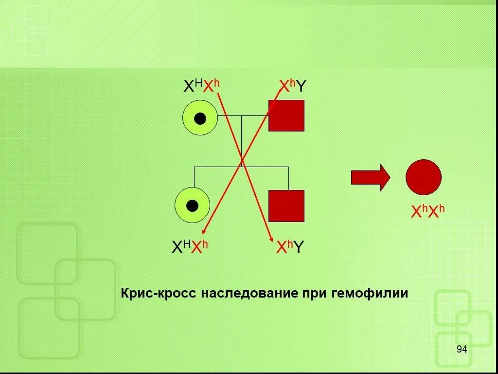 Крисс кросс наследование. Крисс-кросс наследование схема. У матери не являющиеся носителями гемофилии