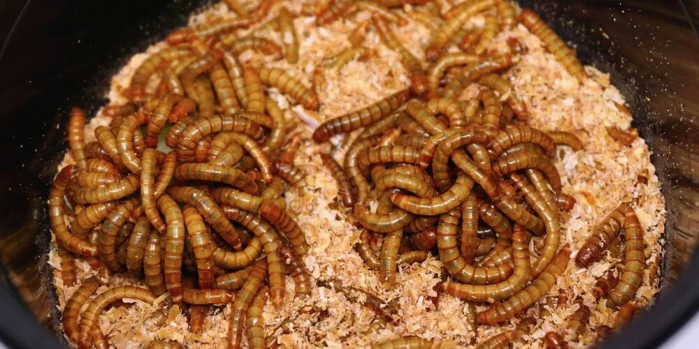 Чем кормить червей в домашних условиях. Калифорнийские черви корм. Кормил червяками. Живой корм мучной червь (tenebrio molitor). Прозрачные червячки в торфе.