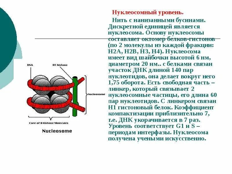 Связана с белками гистонами. Структура нуклеосомы. Строение и функции нуклеосом.. Строение нуклеосомы гистоны. Строение и химический состав нуклеосом..