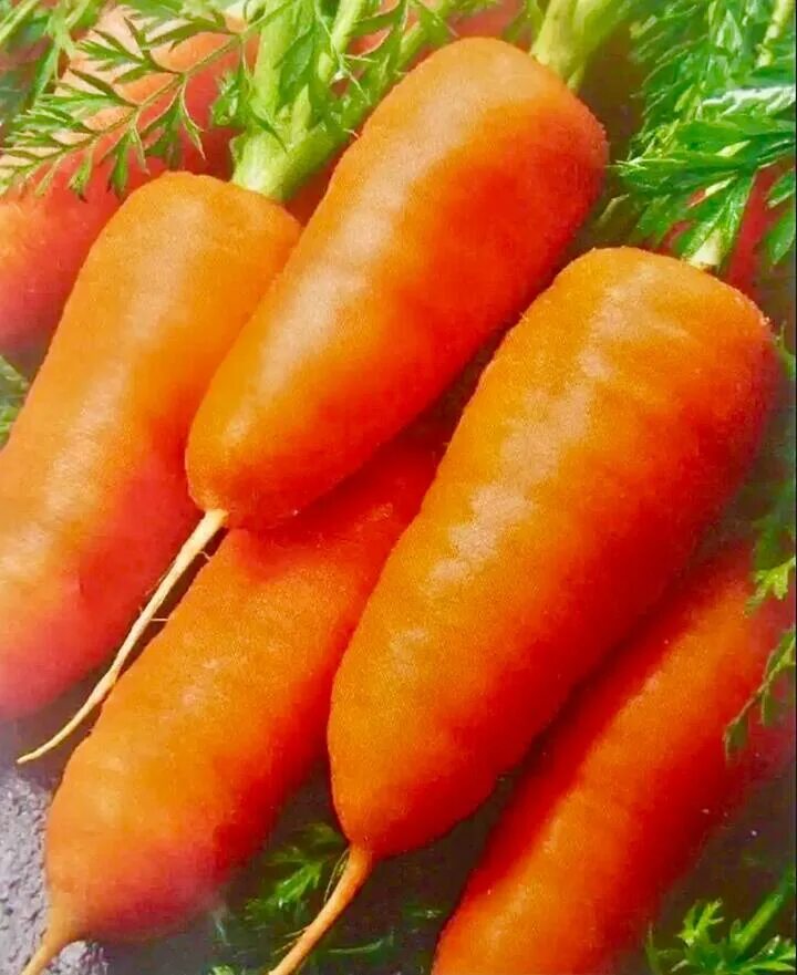 Морковь Марлинка. Морковь Крепыш семена. Морковь сорта Крепыш. Лучшие сорта моркови для средней полосы
