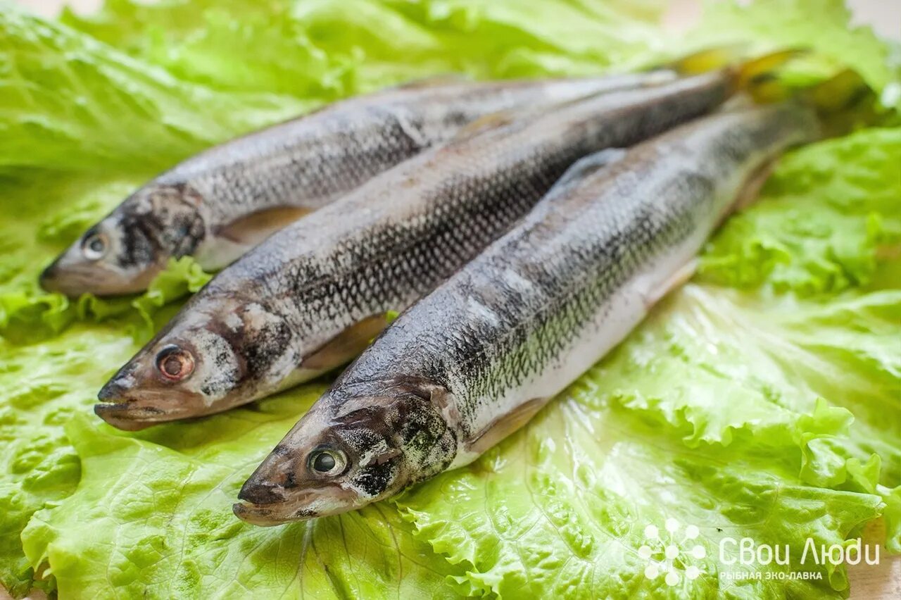 Корюшка енисейская. Корюшка огурцов. Европейская ряпушка. Корюшка беломорская. Корюшка писуч.
