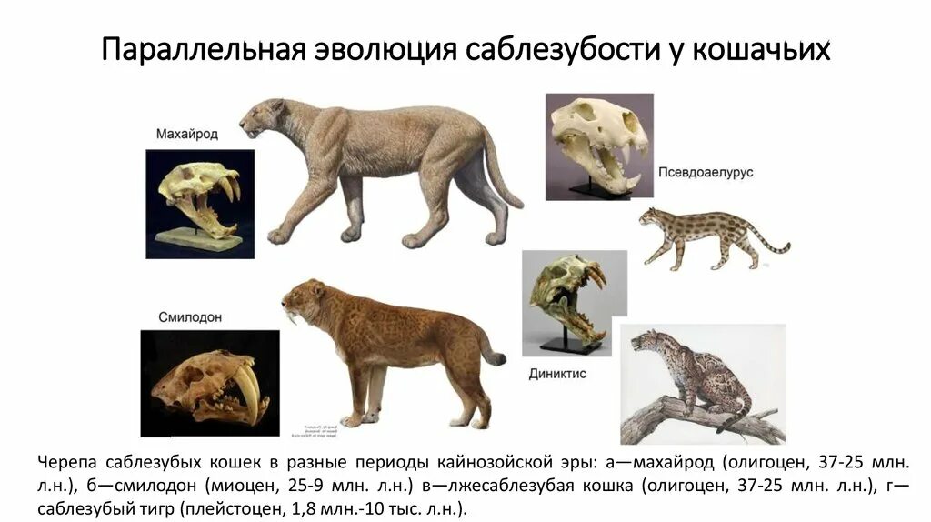 Какой элемент внешнего облика млекопитающих появляется впервые. Параллельная Эволюция саблезубости у кошачьих. Эволюция хищников млекопитающих. Эволюция семейства кошачьих. Как МЕНЯЛСЯ внешний вид хищных животных.