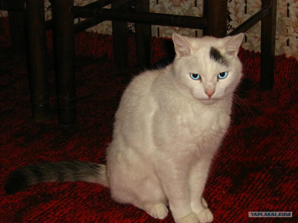 Максим Котов, 30 лет - полная информация о человеке из профиля (id169521497) в с