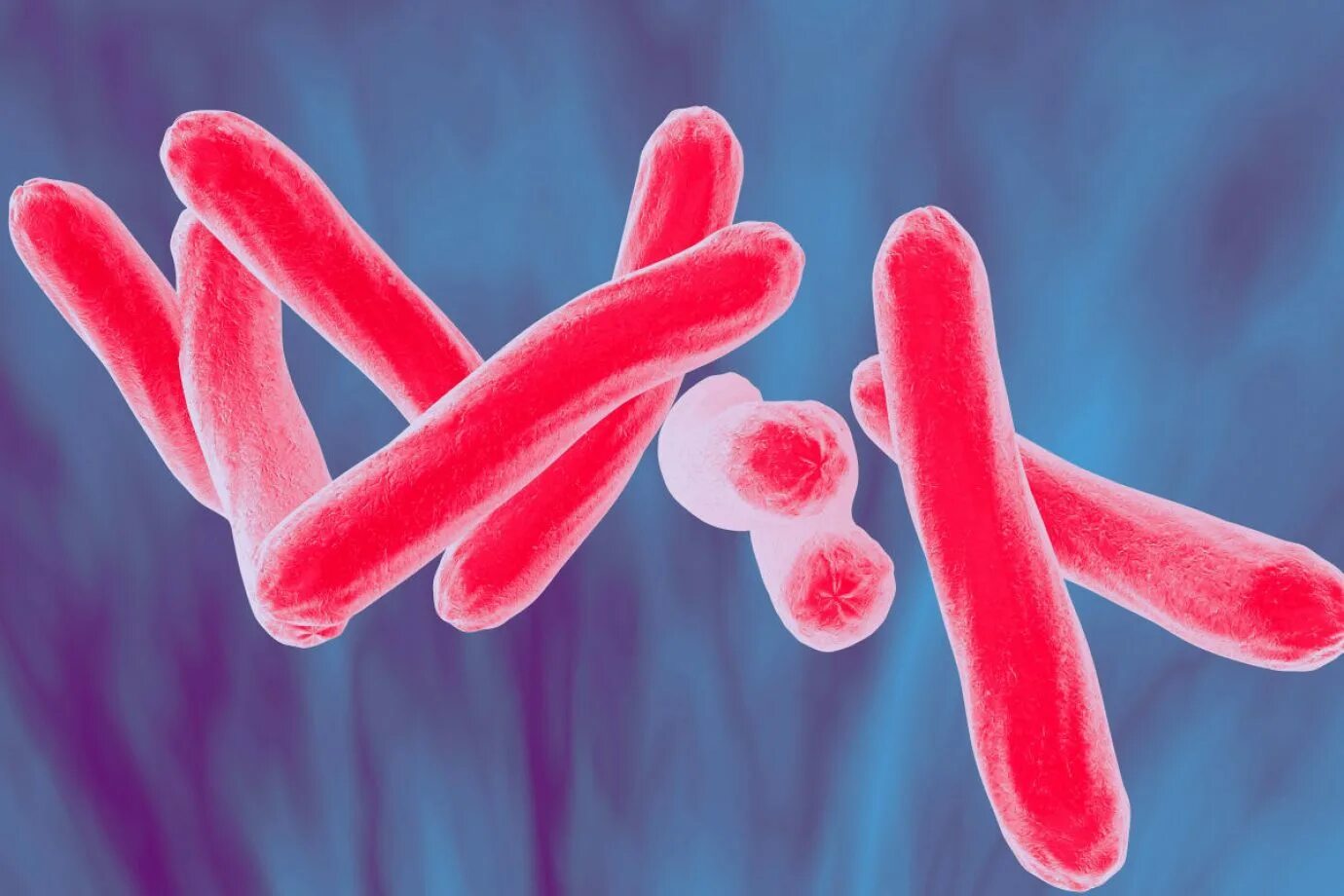 Бактерия Mycobacterium tuberculosis. Микобактерией Коха туберкулез. Палочка Коха возбудитель туберкулеза. Палочка Коха туберкулез.