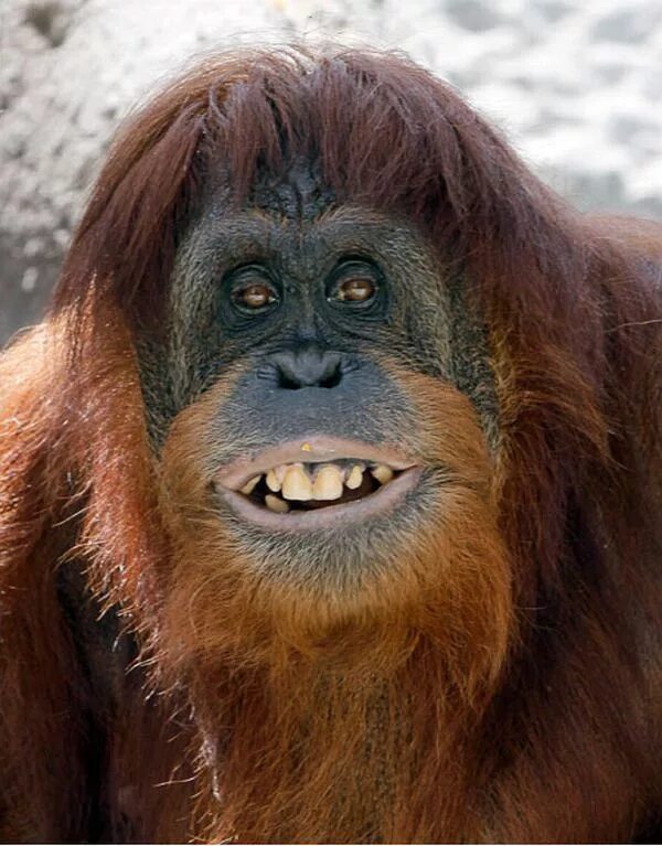 Самая страшная обезьяна. Некрасивая обезьяна. Орангутан и шимпанзе. Самая страшная обезьяна. Некрасивая обезьяна.