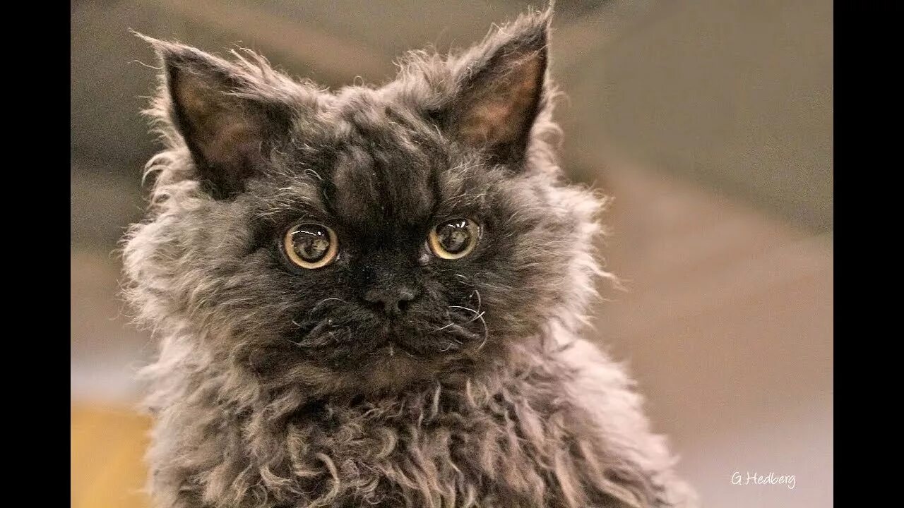 Породы кудрявых кошек и условия их содержания