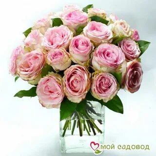 Эсперанс фуэрзина