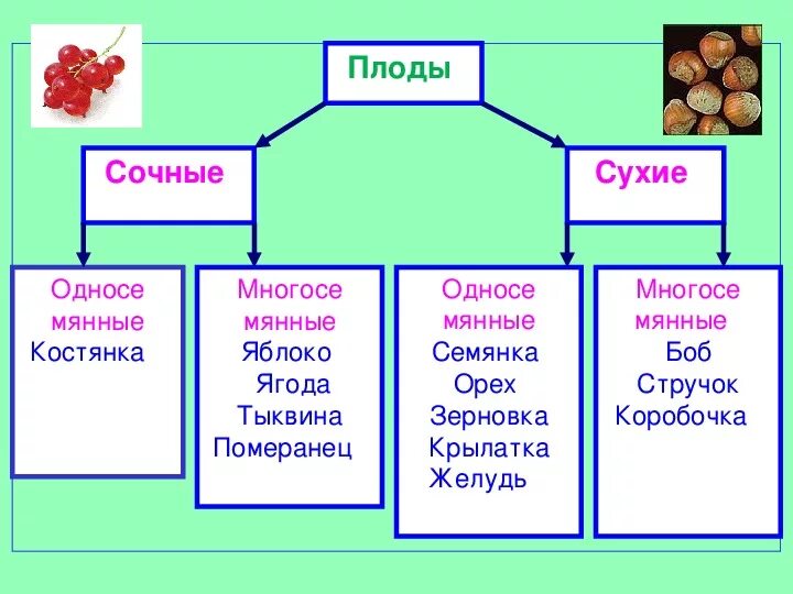 Схема плоды биология 6 класс. Конспект по биологии 6 класса на тему плоды. Биология схема классификация плодов. Плоды 6 класс биология схема плода.