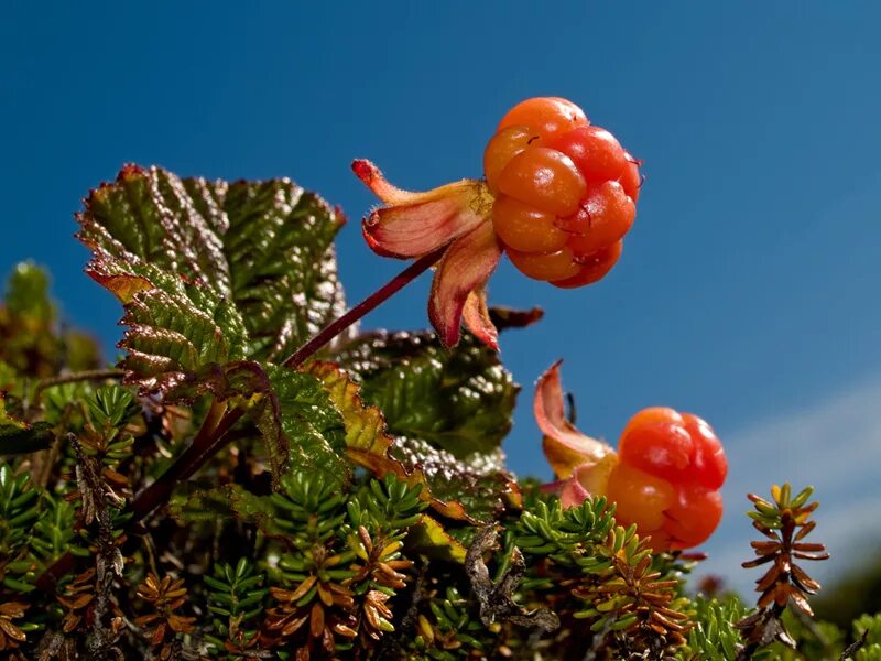 Морошка (Rubus chamaemorus). Растения тундры Морошка. Морошка Северная Тундровая ягода. Морошка Сибирская.
