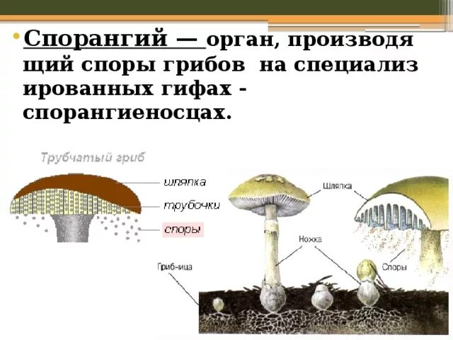 Споры грибов. Спорангий гриба. Строение споры гриба. Где находятся споры у грибов. Функция спор грибов