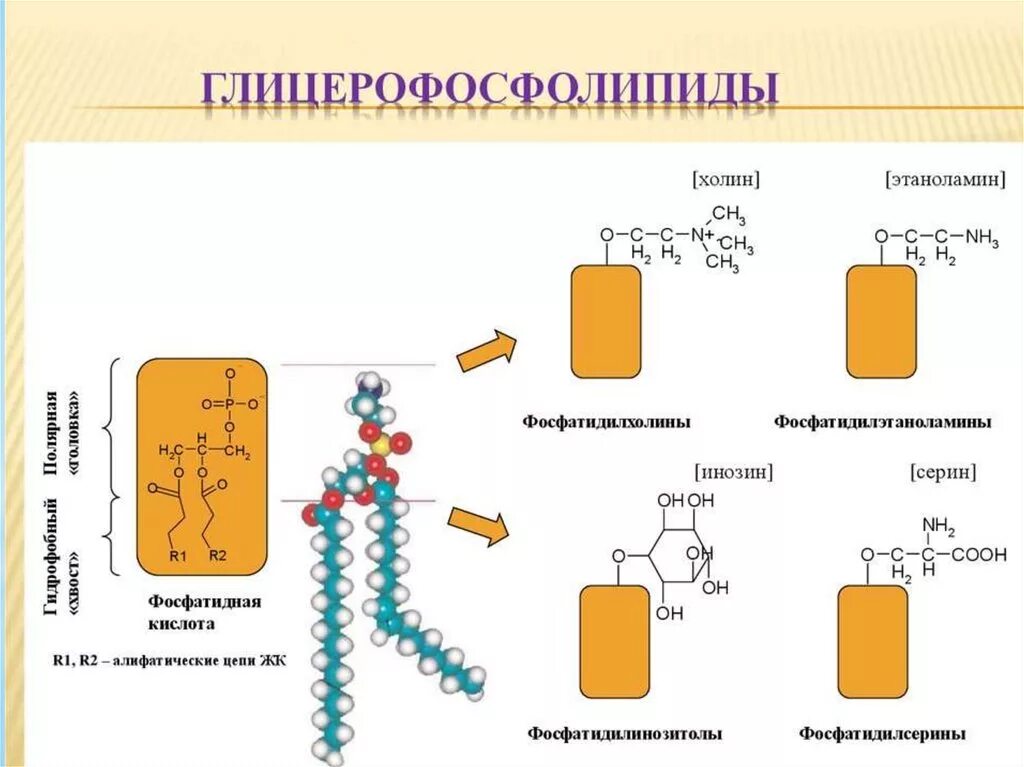 Схема фосфолипидов. Структурная формула глицерофосфолипидов. глицерофосфолипиды схема строения. глицерофосфолипид строение. глицерофосфолипиды строение общее.