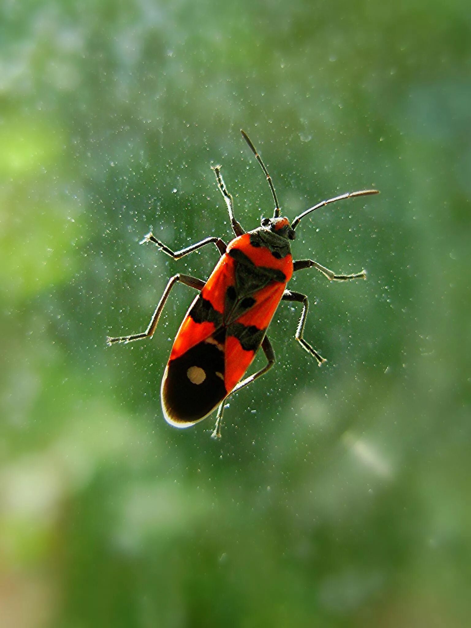 Насекомые солдатики фото. Клоп-солдатик Pyrrhocoris. Жук красноклоп солдатик. Клоп-солдатик – Pyrrhocoris apterus. Жук пожарник клоп солдатик.