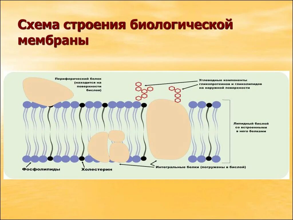 Биохимия мембран. Схема строения биологической мембраны биохимия. Строение биомембраны биохимия. Строение клеточных мембран биохимия. Схема строения биомембраны.