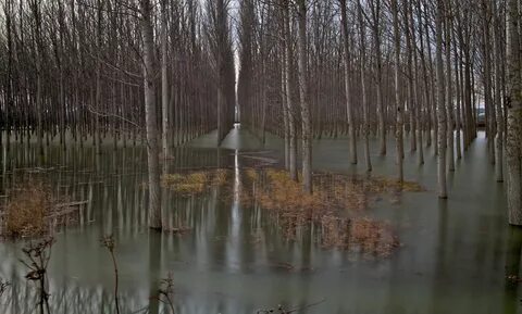 Леса заливаемые