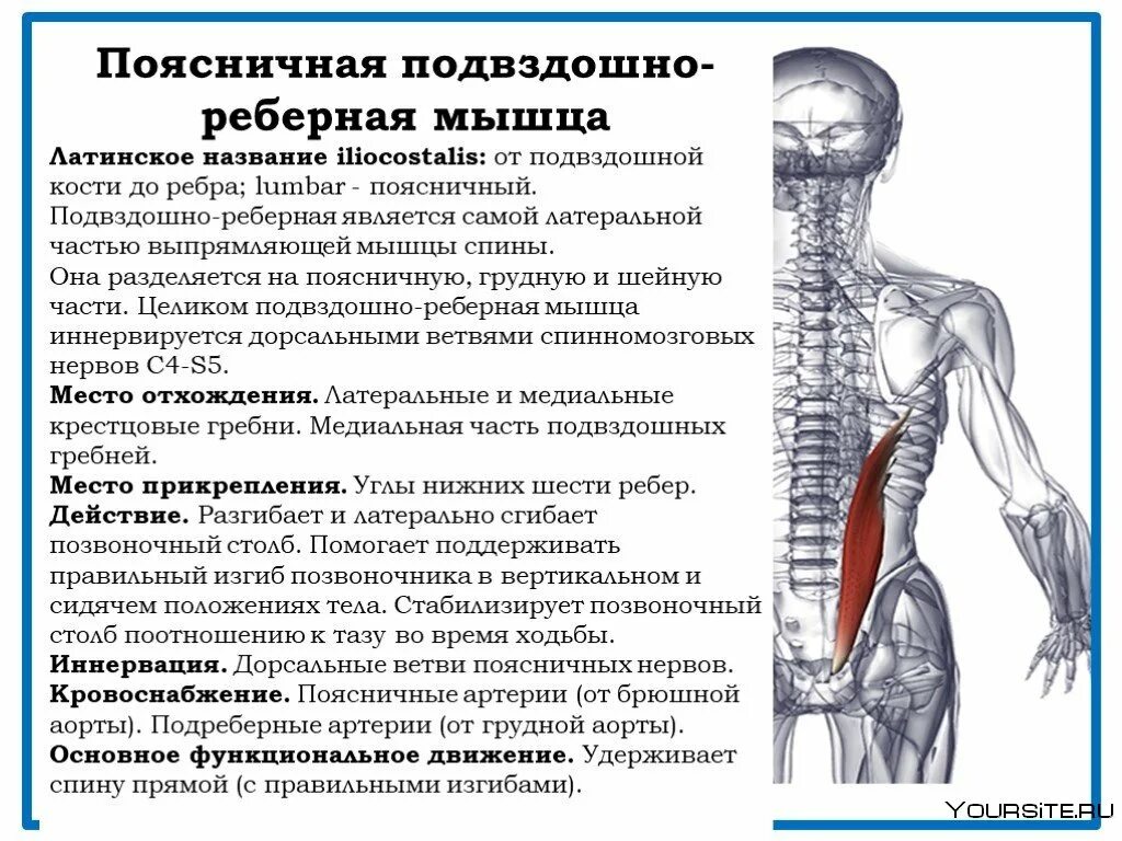 Подвздошно реберная мышца поясницы. Функция подвздошно реберной мышцы груди. Подвздошно реберная мышца поясницы функции. Подвздошно реберная мышца функции. Части поясницы