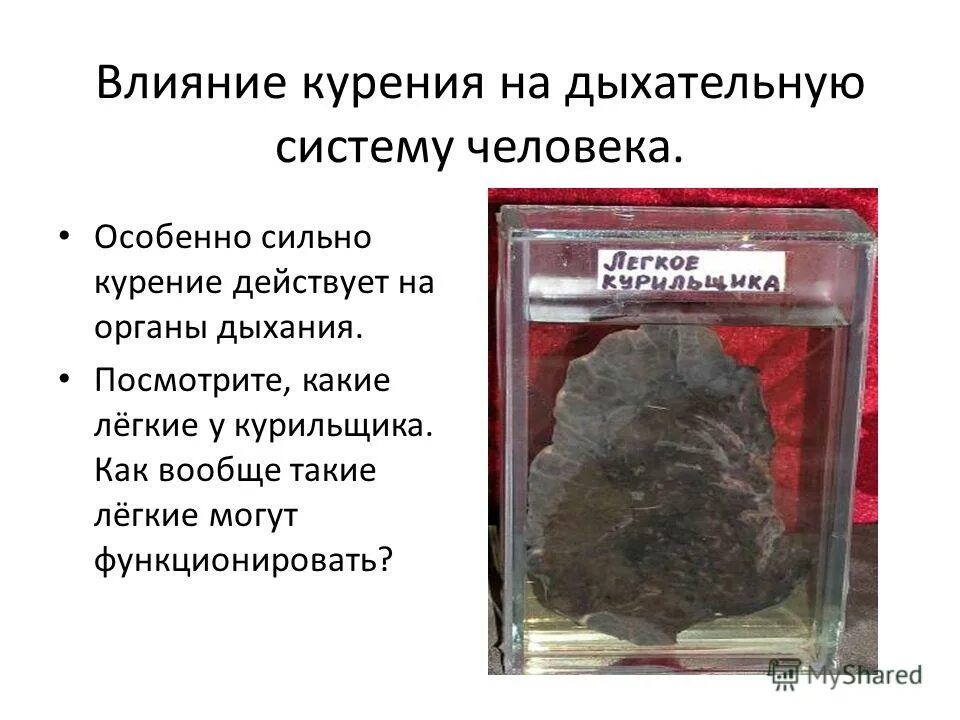 Как влияет курение на дыхательную. Воздействие курения на дыхательную систему. влияние курения на органы дыхания. влияние табачного дыма на дыхательную систему. влияние табакокурения на дыхательную систему.