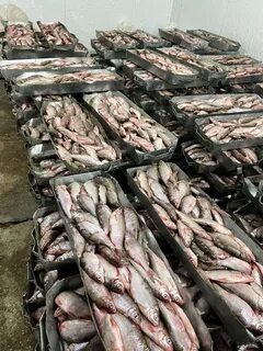 Рыба опт астрахань