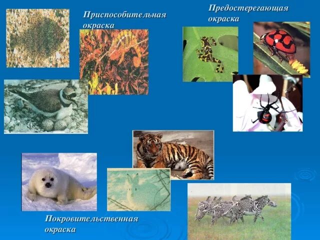 Типы окраса животных. Типы окраски животных. приспособительная окраска. типы покровительственной окраски.