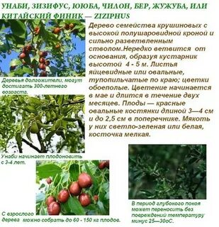 Плодовый период