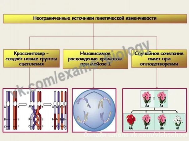 Придумать два примера случайной изменчивости Изучение модификационной изменчивости. Практическая работа презентация онлайн